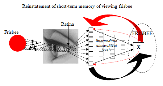 Diagram of the reinstatement of a short-term memory of viewing a frisbee